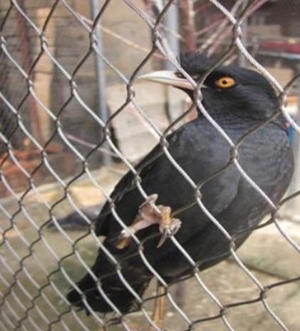 Aviarios de aves