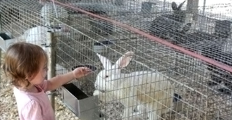 Cercas para conejos