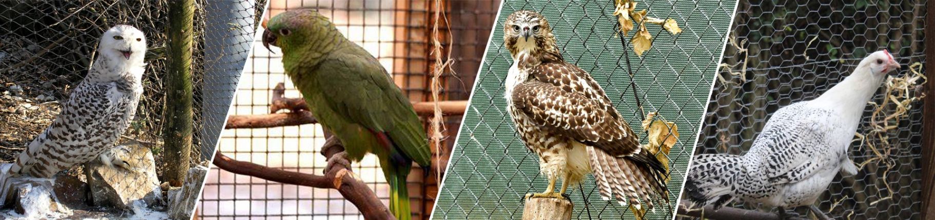Malla de alambre de aviario ¿Debería utilizar redes para aviarios o malla de alambre para aviarios?cid=5
