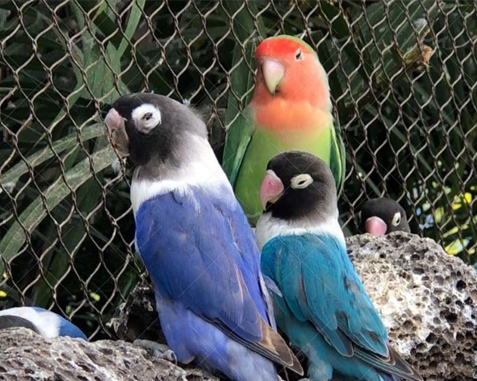Malla para recinto de loros