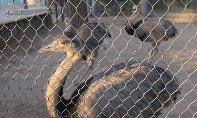 &iquest;C&oacute;mo elegir la malla de acero inoxidable para zool&oacute;gico?
