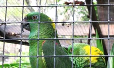 &iquest;C&oacute;mo elegir la mejor malla de alambre para aviarios?