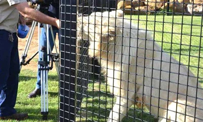 &iquest;Por qu&eacute; la malla de cuerda de acero inoxidable es la mejor opci&oacute;n para cercar animales en zool&oacute;gicos?
