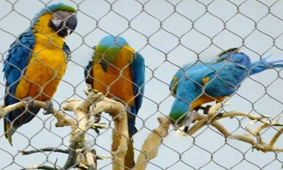 Malla para recintos para loros: construcci&oacute;n y renovaci&oacute;n de recintos para loros